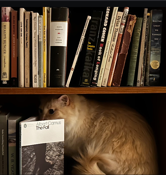 maus liest ein Buch im Bücheregal